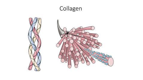 Is Grass-Fed Collagen and Is It Superior?