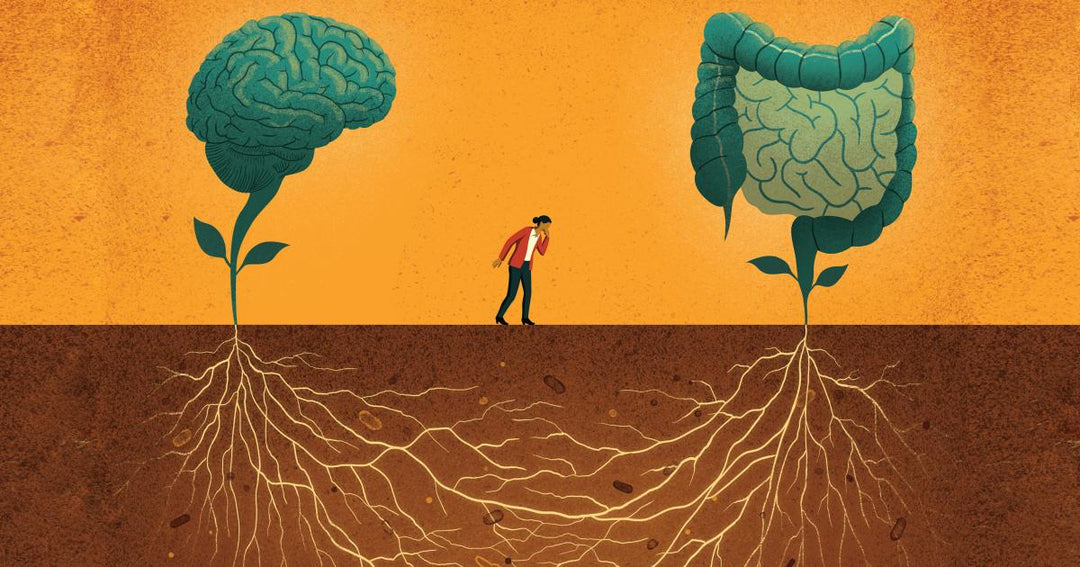 The Long-Term Benefits of a Healthy Gut Microbiome