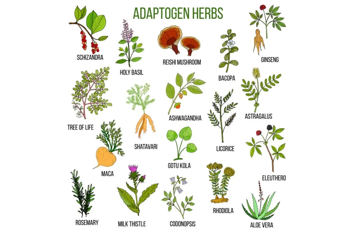 Stress Less, Sleep More: Harnessing the Power of Adaptogens