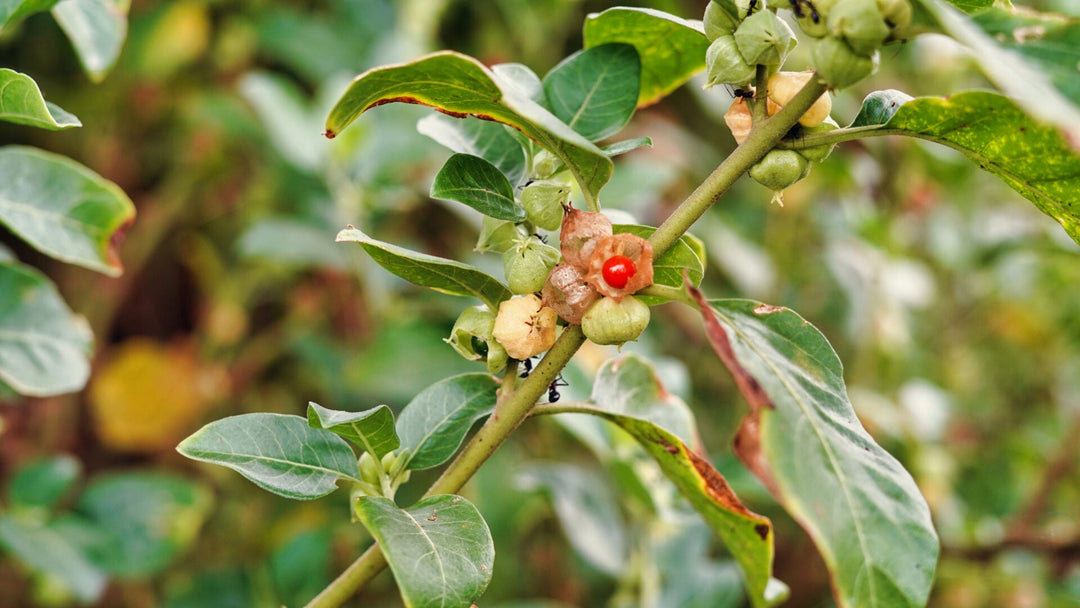 Ashwagandha and Hormonal Balance: How This Ancient Herb Reduces Cortisol, Modulates DHEA-S, and Supports Testosterone