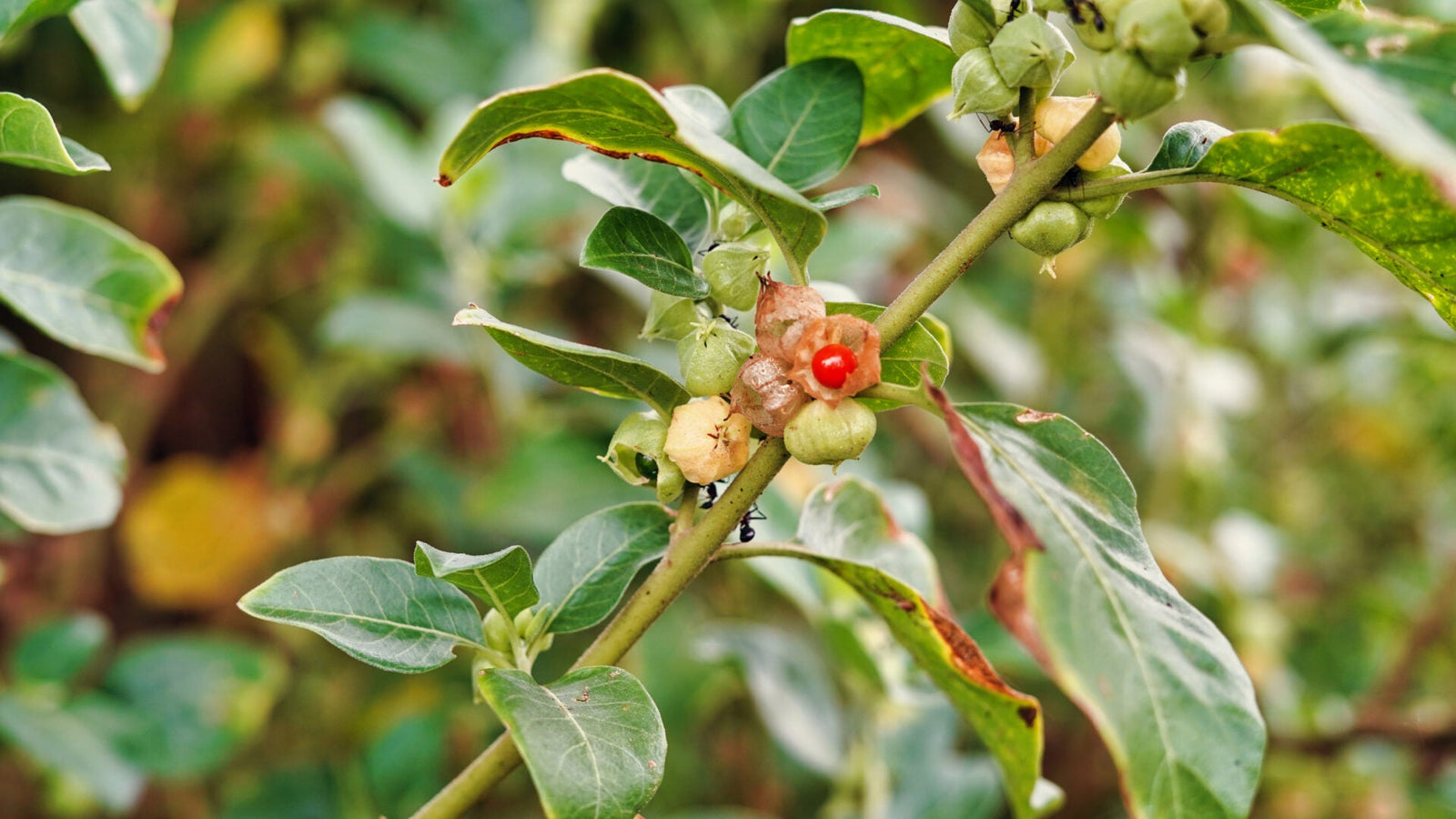 Ashwagandha and Hormonal Balance: How This Ancient Herb Reduces Cortisol, Modulates DHEA-S, and Supports Testosterone