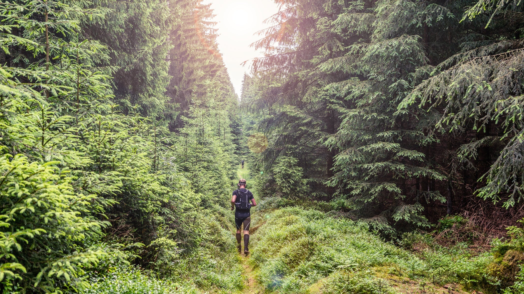 Person hiking through a dense forest with sunlight filtering through the trees.